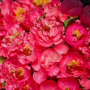 bunch of coral peonies