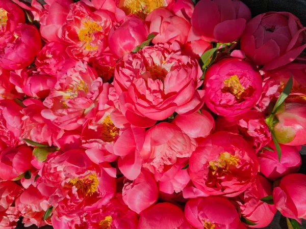 bunch of coral peonies