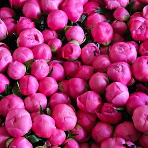 peony buds