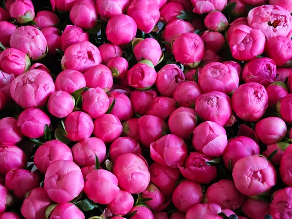 peony buds